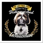 the distinguished shih tzu gentleman